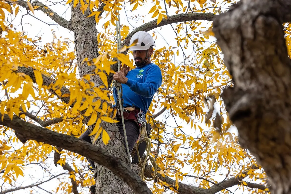 Skilled Tree Pruning crew working in Land O Lakes