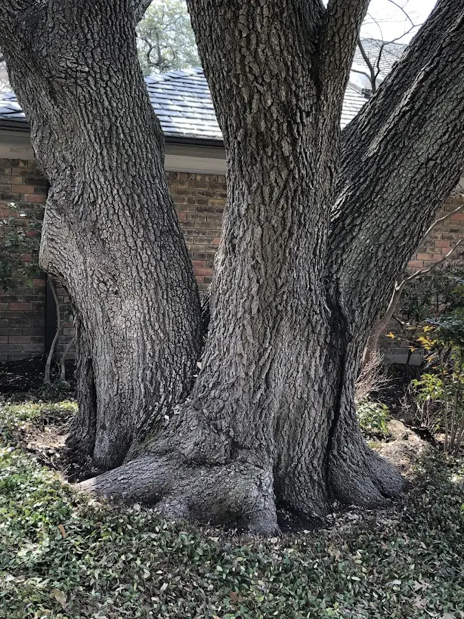 Mature heritage tree close to a Land O Lakes property cared for by certified arborists